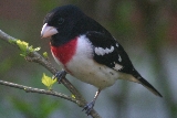 Rose-breasted Grosbeak